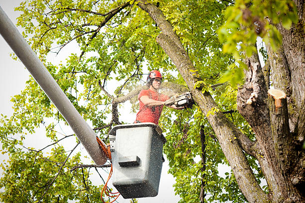 Best Residential Tree Removal  in South San Francisco, CA